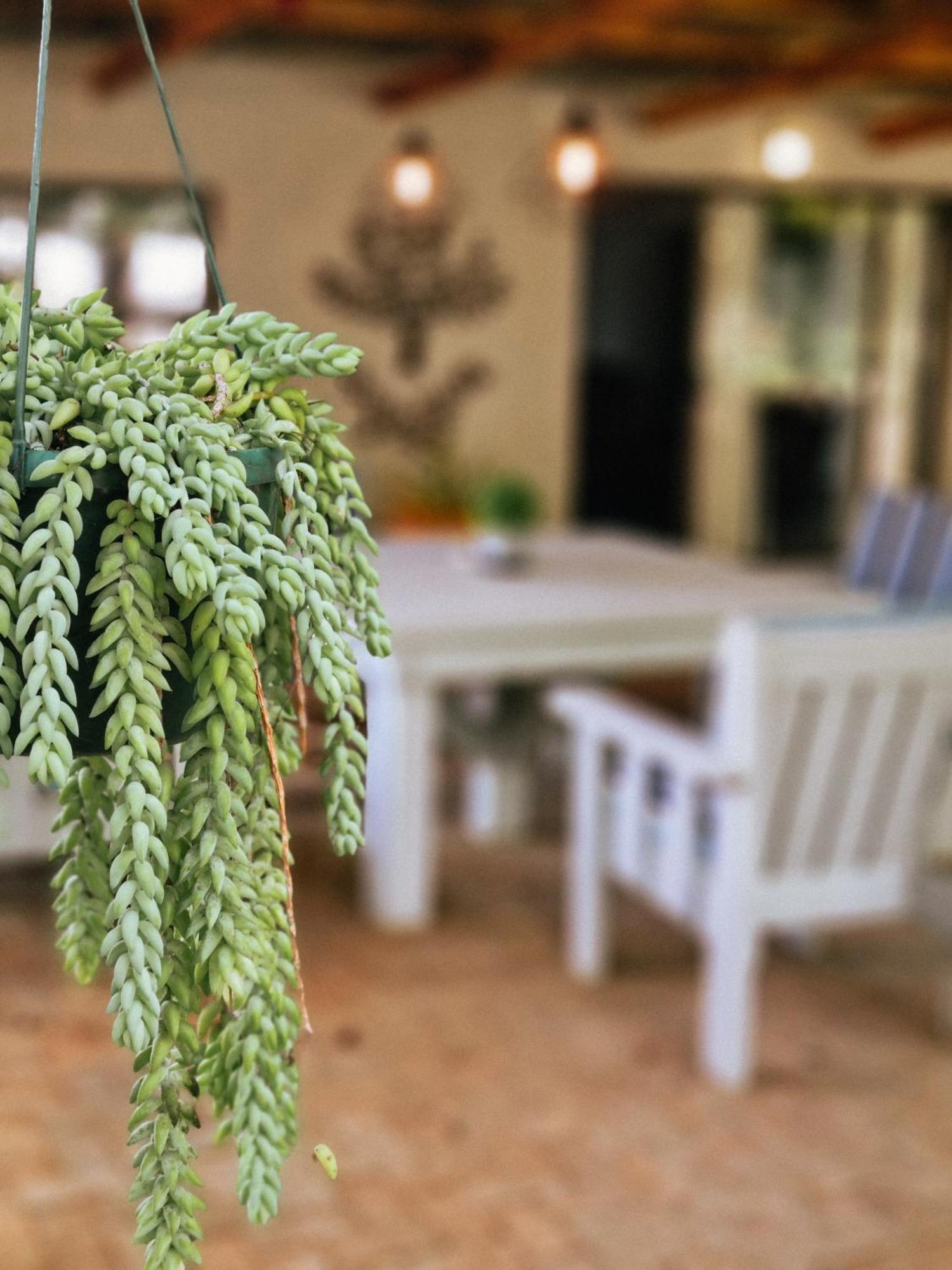 温特顿乡村玫瑰小屋旅舍 外观 照片